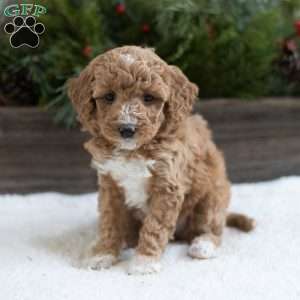 Candy, Mini Labradoodle Puppy